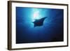 Mania Ray, Manta Alfredi, Island of Yap, Micronesia-Stuart Westmorland-Framed Photographic Print