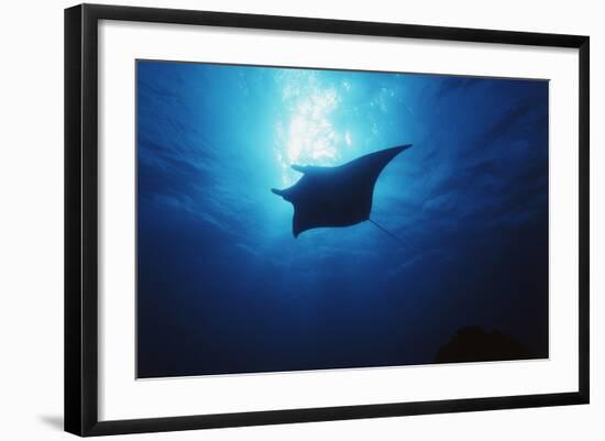 Mania Ray, Manta Alfredi, Island of Yap, Micronesia-Stuart Westmorland-Framed Photographic Print