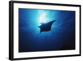 Mania Ray, Manta Alfredi, Island of Yap, Micronesia-Stuart Westmorland-Framed Photographic Print