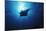 Mania Ray, Manta Alfredi, Island of Yap, Micronesia-Stuart Westmorland-Mounted Photographic Print