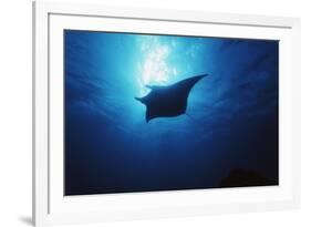 Mania Ray, Manta Alfredi, Island of Yap, Micronesia-Stuart Westmorland-Framed Photographic Print