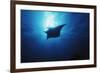 Mania Ray, Manta Alfredi, Island of Yap, Micronesia-Stuart Westmorland-Framed Photographic Print