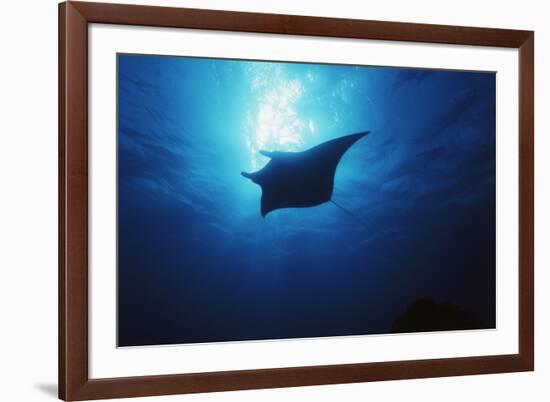 Mania Ray, Manta Alfredi, Island of Yap, Micronesia-Stuart Westmorland-Framed Photographic Print