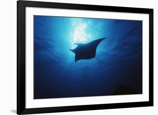 Mania Ray, Manta Alfredi, Island of Yap, Micronesia-Stuart Westmorland-Framed Photographic Print