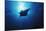 Mania Ray, Manta Alfredi, Island of Yap, Micronesia-Stuart Westmorland-Mounted Photographic Print