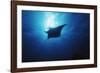 Mania Ray, Manta Alfredi, Island of Yap, Micronesia-Stuart Westmorland-Framed Photographic Print