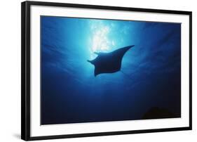 Mania Ray, Manta Alfredi, Island of Yap, Micronesia-Stuart Westmorland-Framed Photographic Print