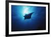 Mania Ray, Manta Alfredi, Island of Yap, Micronesia-Stuart Westmorland-Framed Photographic Print