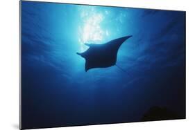 Mania Ray, Manta Alfredi, Island of Yap, Micronesia-Stuart Westmorland-Mounted Photographic Print