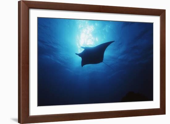 Mania Ray, Manta Alfredi, Island of Yap, Micronesia-Stuart Westmorland-Framed Photographic Print