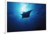 Mania Ray, Manta Alfredi, Island of Yap, Micronesia-Stuart Westmorland-Framed Photographic Print