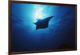 Mania Ray, Manta Alfredi, Island of Yap, Micronesia-Stuart Westmorland-Framed Photographic Print