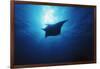 Mania Ray, Manta Alfredi, Island of Yap, Micronesia-Stuart Westmorland-Framed Photographic Print