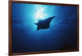 Mania Ray, Manta Alfredi, Island of Yap, Micronesia-Stuart Westmorland-Framed Photographic Print