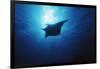 Mania Ray, Manta Alfredi, Island of Yap, Micronesia-Stuart Westmorland-Framed Photographic Print