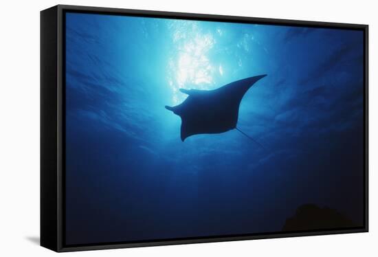 Mania Ray, Manta Alfredi, Island of Yap, Micronesia-Stuart Westmorland-Framed Stretched Canvas