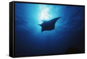 Mania Ray, Manta Alfredi, Island of Yap, Micronesia-Stuart Westmorland-Framed Stretched Canvas