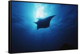 Mania Ray, Manta Alfredi, Island of Yap, Micronesia-Stuart Westmorland-Framed Stretched Canvas