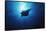 Mania Ray, Manta Alfredi, Island of Yap, Micronesia-Stuart Westmorland-Framed Stretched Canvas