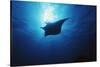 Mania Ray, Manta Alfredi, Island of Yap, Micronesia-Stuart Westmorland-Stretched Canvas