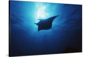 Mania Ray, Manta Alfredi, Island of Yap, Micronesia-Stuart Westmorland-Stretched Canvas