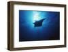 Mania Ray, Manta Alfredi, Island of Yap, Micronesia-Stuart Westmorland-Framed Photographic Print