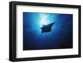 Mania Ray, Manta Alfredi, Island of Yap, Micronesia-Stuart Westmorland-Framed Photographic Print