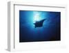 Mania Ray, Manta Alfredi, Island of Yap, Micronesia-Stuart Westmorland-Framed Photographic Print