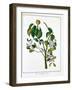 Manicheel Tree (Hippomane Mancinell) or Poison Guava, C1795-null-Framed Giclee Print