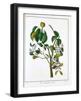 Manicheel Tree (Hippomane Mancinell) or Poison Guava, C1795-null-Framed Giclee Print