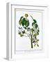 Manicheel Tree (Hippomane Mancinell) or Poison Guava, C1795-null-Framed Giclee Print