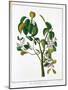 Manicheel Tree (Hippomane Mancinell) or Poison Guava, C1795-null-Mounted Giclee Print