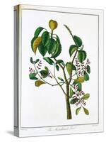 Manicheel Tree (Hippomane Mancinell) or Poison Guava, C1795-null-Stretched Canvas