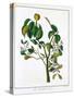 Manicheel Tree (Hippomane Mancinell) or Poison Guava, C1795-null-Stretched Canvas