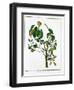 Manicheel Tree (Hippomane Mancinell) or Poison Guava, C1795-null-Framed Giclee Print