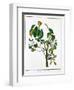 Manicheel Tree (Hippomane Mancinell) or Poison Guava, C1795-null-Framed Giclee Print