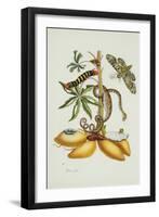 Maniok Illustration from the Little Book of Wonders of the Tropics-null-Framed Giclee Print