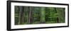 Manistee National Forest Michigan-Steve Gadomski-Framed Photographic Print