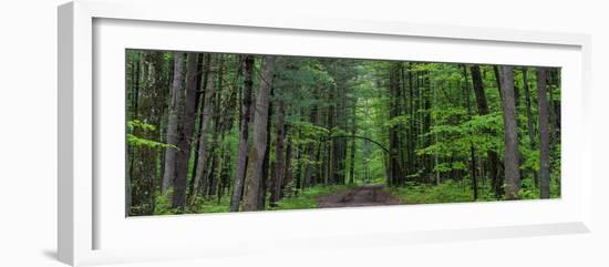 Manistee National Forest Michigan-Steve Gadomski-Framed Photographic Print