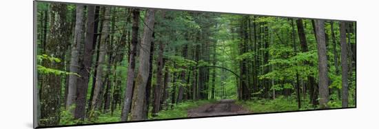 Manistee National Forest Michigan-Steve Gadomski-Mounted Photographic Print