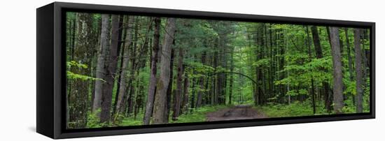 Manistee National Forest Michigan-Steve Gadomski-Framed Stretched Canvas