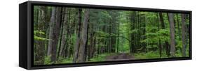 Manistee National Forest Michigan-Steve Gadomski-Framed Stretched Canvas