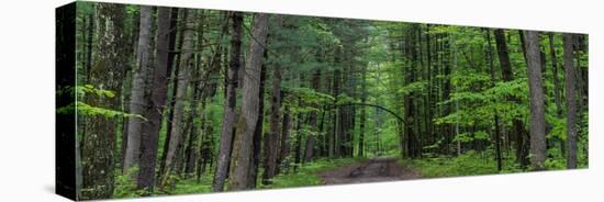 Manistee National Forest Michigan-Steve Gadomski-Stretched Canvas