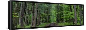 Manistee National Forest Michigan-Steve Gadomski-Framed Stretched Canvas