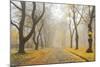 Manito Boulevard in October, Spokane, Washington, USA-Charles Gurche-Mounted Photographic Print