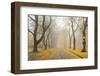 Manito Boulevard in October, Spokane, Washington, USA-Charles Gurche-Framed Photographic Print