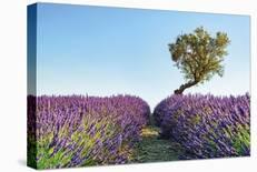 Lilac Lane-Manjik-Stretched Canvas