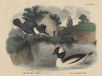 Belted King Fisher and Buffel Headed Duck-Mannevillette Elihu Dearing Brown-Stretched Canvas