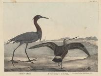 Belted King Fisher and Buffel Headed Duck-Mannevillette Elihu Dearing Brown-Stretched Canvas