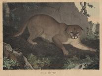 Cougar or Panther-Mannevillette Elihu Dearing Brown-Framed Giclee Print